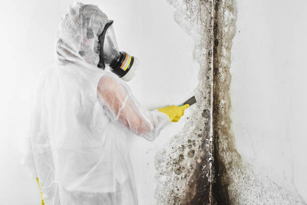 Best Home Mold Removal  in Horicon, WI