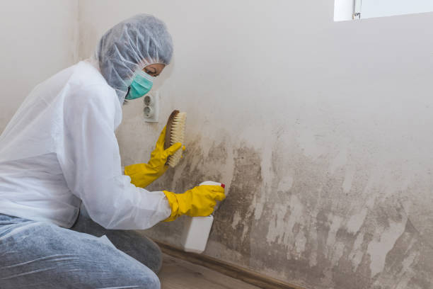 Best Black Mold Removal  in Horicon, WI