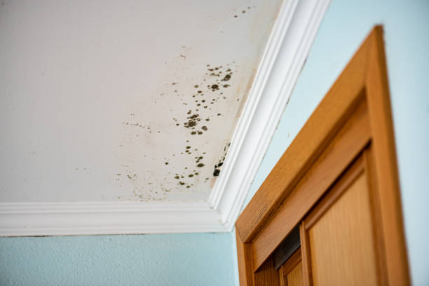 Best Emergency Mold Removal  in Horicon, WI