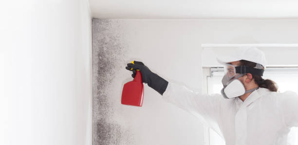 Best Certified Mold Removal  in Horicon, WI
