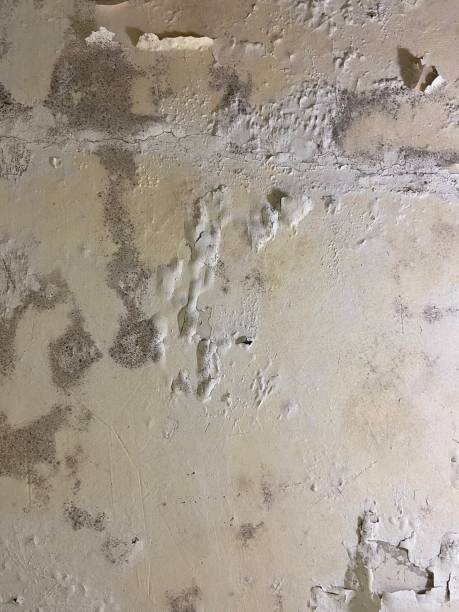 Home Mold Removal in Horicon, WI